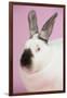 Californian Rabbit-Lynn M^ Stone-Framed Premium Photographic Print