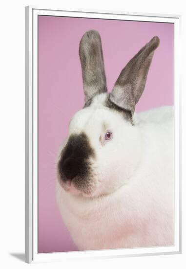 Californian Rabbit-Lynn M^ Stone-Framed Premium Photographic Print