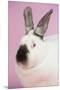 Californian Rabbit-Lynn M^ Stone-Mounted Premium Photographic Print