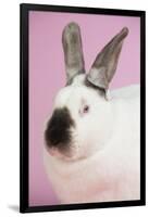 Californian Rabbit-Lynn M^ Stone-Framed Premium Photographic Print