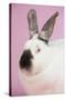 Californian Rabbit-Lynn M^ Stone-Stretched Canvas