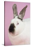 Californian Rabbit-Lynn M^ Stone-Stretched Canvas