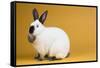 Californian Rabbit-Lynn M^ Stone-Framed Stretched Canvas