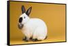 Californian Rabbit-Lynn M^ Stone-Framed Stretched Canvas