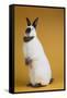 Californian Rabbit-Lynn M^ Stone-Framed Stretched Canvas