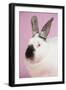 Californian Rabbit-Lynn M^ Stone-Framed Photographic Print