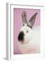 Californian Rabbit-Lynn M^ Stone-Framed Photographic Print