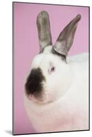 Californian Rabbit-Lynn M^ Stone-Mounted Photographic Print