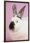 Californian Rabbit-Lynn M^ Stone-Framed Photographic Print