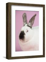 Californian Rabbit-Lynn M^ Stone-Framed Photographic Print