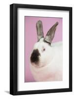 Californian Rabbit-Lynn M^ Stone-Framed Photographic Print