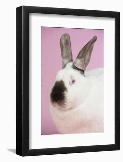 Californian Rabbit-Lynn M^ Stone-Framed Photographic Print