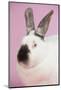 Californian Rabbit-Lynn M^ Stone-Mounted Photographic Print