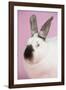 Californian Rabbit-Lynn M^ Stone-Framed Photographic Print