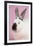 Californian Rabbit-Lynn M^ Stone-Framed Photographic Print