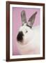 Californian Rabbit-Lynn M^ Stone-Framed Photographic Print