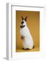 Californian Rabbit-Lynn M^ Stone-Framed Photographic Print