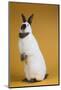 Californian Rabbit-Lynn M^ Stone-Mounted Photographic Print