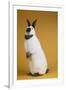 Californian Rabbit-Lynn M^ Stone-Framed Photographic Print