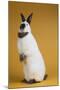 Californian Rabbit-Lynn M^ Stone-Mounted Photographic Print