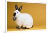 Californian Rabbit-Lynn M^ Stone-Framed Photographic Print