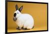 Californian Rabbit-Lynn M^ Stone-Framed Photographic Print