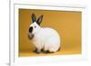 Californian Rabbit-Lynn M^ Stone-Framed Photographic Print