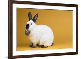 Californian Rabbit-Lynn M^ Stone-Framed Photographic Print