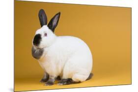 Californian Rabbit-Lynn M^ Stone-Mounted Photographic Print