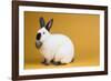 Californian Rabbit-Lynn M^ Stone-Framed Photographic Print