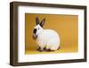 Californian Rabbit-Lynn M^ Stone-Framed Photographic Print