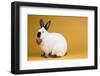 Californian Rabbit-Lynn M^ Stone-Framed Photographic Print