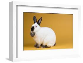Californian Rabbit-Lynn M^ Stone-Framed Photographic Print