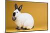 Californian Rabbit-Lynn M^ Stone-Mounted Photographic Print