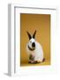 Californian Rabbit-Lynn M^ Stone-Framed Photographic Print