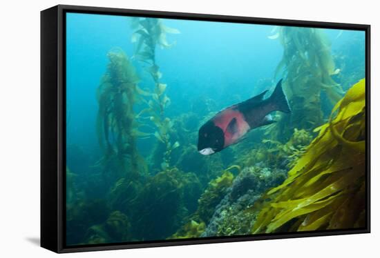 Californian Schweinswrasse, Semicossyphus Pulcher, San Benito Island, Mexico-Reinhard Dirscherl-Framed Stretched Canvas