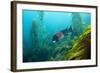 Californian Schweinswrasse, Semicossyphus Pulcher, San Benito Island, Mexico-Reinhard Dirscherl-Framed Photographic Print