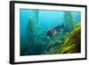 Californian Schweinswrasse, Semicossyphus Pulcher, San Benito Island, Mexico-Reinhard Dirscherl-Framed Photographic Print