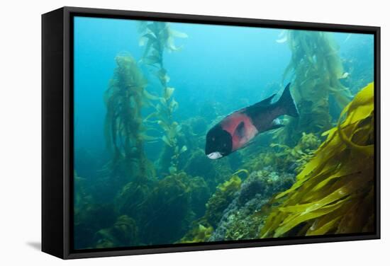 Californian Schweinswrasse, Semicossyphus Pulcher, San Benito Island, Mexico-Reinhard Dirscherl-Framed Stretched Canvas