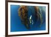 Californian sea lion in Giant kelp forest, San Benitos Islands, Baja California, Mexico, May-Claudio Contreras-Framed Photographic Print