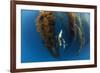 Californian sea lion in Giant kelp forest, San Benitos Islands, Baja California, Mexico, May-Claudio Contreras-Framed Photographic Print