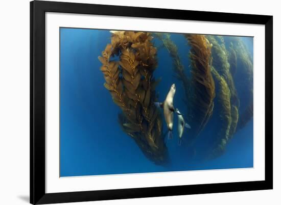 Californian sea lion in Giant kelp forest, San Benitos Islands, Baja California, Mexico, May-Claudio Contreras-Framed Photographic Print