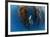 Californian sea lion in Giant kelp forest, San Benitos Islands, Baja California, Mexico, May-Claudio Contreras-Framed Photographic Print