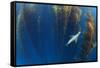 Californian sea lion in Giant kelp forest, San Benitos Islands, Baja California, Mexico, May-Claudio Contreras-Framed Stretched Canvas