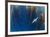 Californian sea lion in Giant kelp forest, San Benitos Islands, Baja California, Mexico, May-Claudio Contreras-Framed Photographic Print