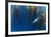 Californian sea lion in Giant kelp forest, San Benitos Islands, Baja California, Mexico, May-Claudio Contreras-Framed Photographic Print