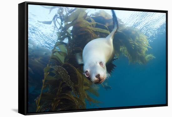 Californian Sea Lion, Zalophus Californianus, Cedros Iceland, Mexico-Reinhard Dirscherl-Framed Stretched Canvas