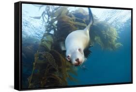 Californian Sea Lion, Zalophus Californianus, Cedros Iceland, Mexico-Reinhard Dirscherl-Framed Stretched Canvas