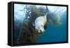 Californian Sea Lion, Zalophus Californianus, Cedros Iceland, Mexico-Reinhard Dirscherl-Framed Stretched Canvas