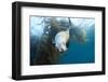 Californian Sea Lion, Zalophus Californianus, Cedros Iceland, Mexico-Reinhard Dirscherl-Framed Photographic Print